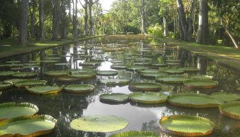 1280px-Giant_water_lilies